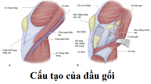 Viêm cơ - Ảnh minh họa 2