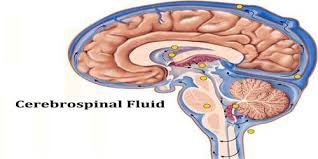 Cerebrospinal Fluid - Ảnh minh họa 2