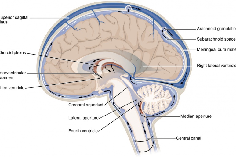 Cerebrospinal Fluid - Ảnh minh họa 3