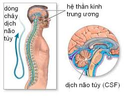 Cerebrospinal Fluid - Ảnh minh họa 5