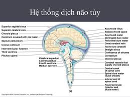 Cerebrospinal Fluid - Ảnh minh họa 4