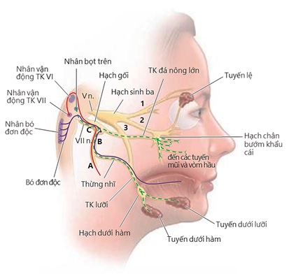 Zona hạch gối - Ảnh minh họa 2