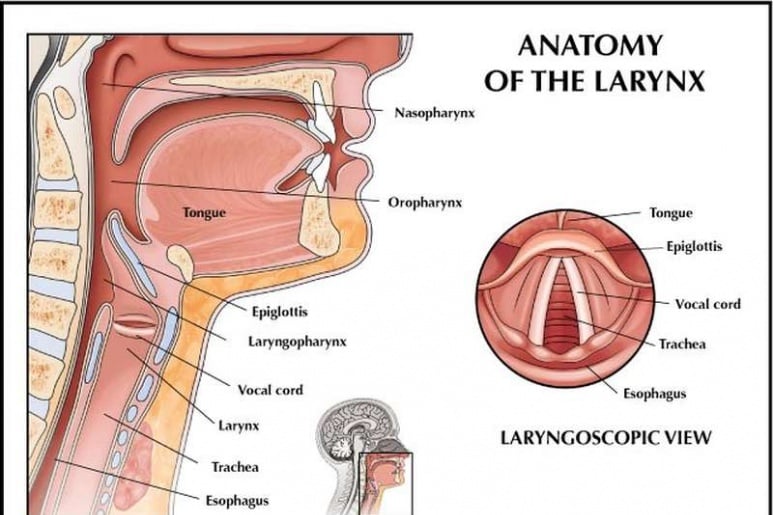 Epiglottitis - Ảnh minh họa 1