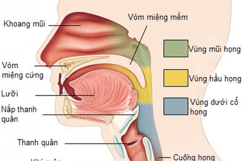 Epiglottitis - Ảnh minh họa 3