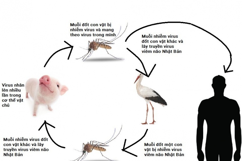 Encephalitis - Ảnh minh họa 2