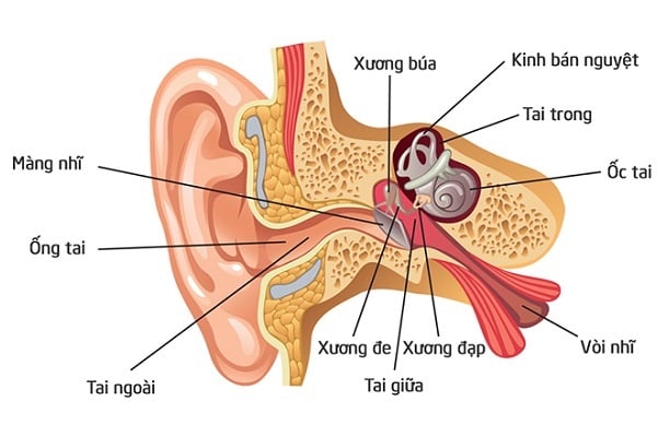 Externa otitis - Ảnh minh họa 2