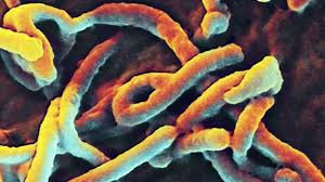 Ebola - Ảnh minh họa 2