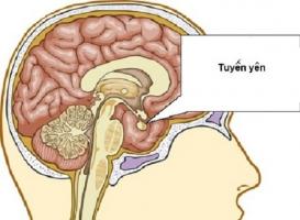 Giảm hormone tuyến yên - Ảnh minh họa 1