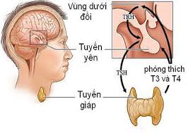 Giảm hormone tuyến yên - Ảnh minh họa 2