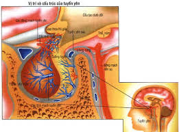 Giảm hormone tuyến yên - Ảnh minh họa 3