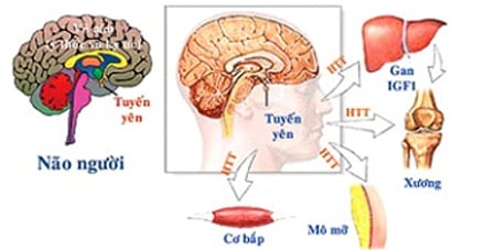 Giảm hormone tuyến yên - Ảnh minh họa 4