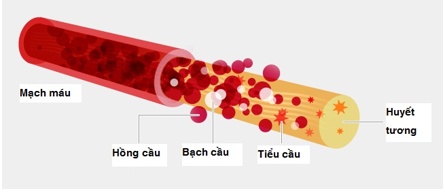 Giảm tiểu cầu - Ảnh minh họa 4