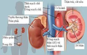 Hoại tử ống thận cấp - Ảnh minh họa 2