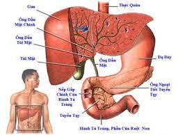 Hepatitis A - Ảnh minh họa 3