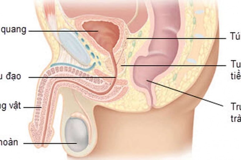 Inflammatory disease of prostate - Ảnh minh họa 1