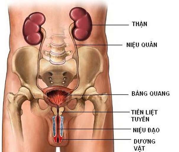 Inflammatory disease of prostate - Ảnh minh họa 3