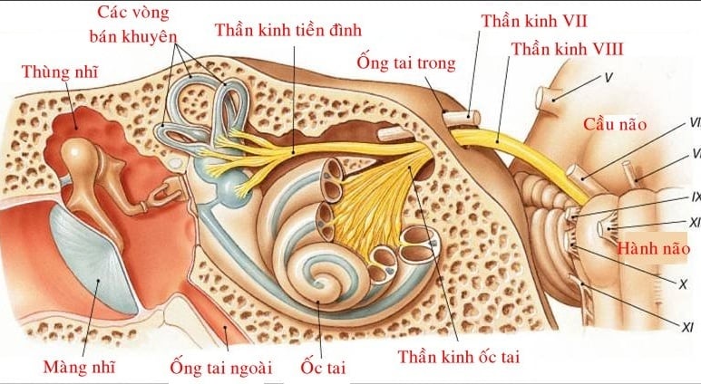 Hematotympanum - Ảnh minh họa 1