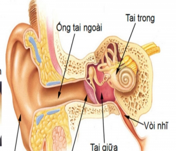 Hematotympanum - Ảnh minh họa 2