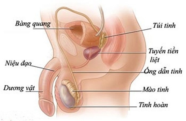 Chấn thương dương vật và tinh hoàn - Ảnh minh họa 1