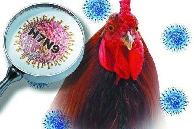 Cúm H7N9 - Ảnh minh họa 2