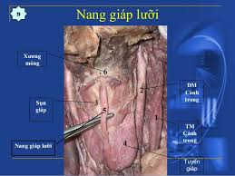 Kén giáp lưỡi - Ảnh minh họa 2