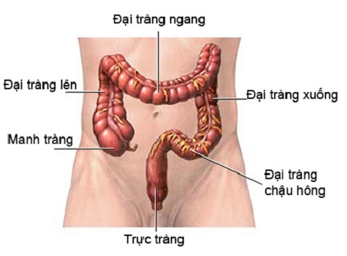 Hội chứng ruột ngắn - Ảnh minh họa 2