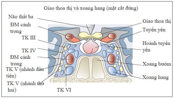 Huyết khối xoang hang - Ảnh minh họa 2