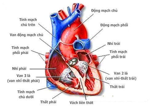 Hẹp động mạch phổi - Ảnh minh họa 1