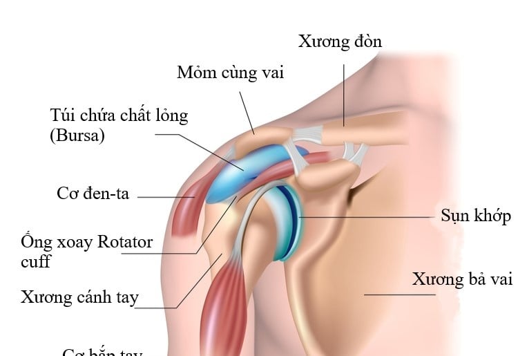 Hội chứng Rotator cuff - Ảnh minh họa 2