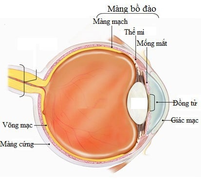 Hội chứng nhiều màng - Ảnh minh họa 1