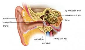 U dây thần kinh thính giác - Ảnh minh họa 2