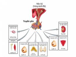 U tuyến yên tiết prolactin - Ảnh minh họa 1