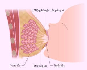 U tuyến yên tiết prolactin - Ảnh minh họa 2