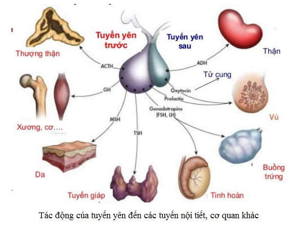 U tuyến yên tiết prolactin - Ảnh minh họa 3