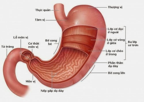 Viêm hang vị dạ dày - Ảnh minh họa 2