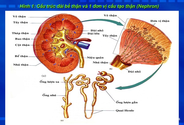 Viêm mô kẽ thận - Ảnh minh họa 2