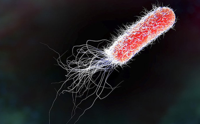 Nhiễm trùng Escherichia coli - Ảnh minh họa 1