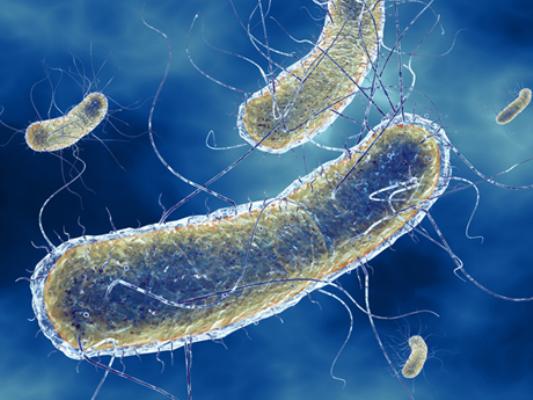 Nhiễm trùng Escherichia coli - Ảnh minh họa 3