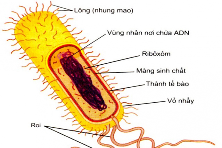 Nhiễm trùng Escherichia coli - Ảnh minh họa 4