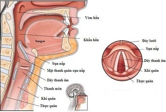 Viêm thanh quản hầu - Ảnh minh họa 1