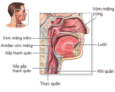 Viêm thanh quản hầu - Ảnh minh họa 4