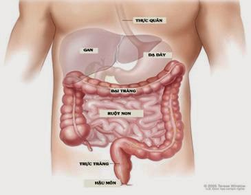 Viêm dạ dày ruột - Ảnh minh họa 4
