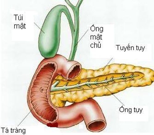 Viêm tụy cấp - Ảnh minh họa 4