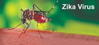 Virus Zika - Ảnh minh họa 3
