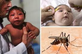 Virus Zika - Ảnh minh họa 4