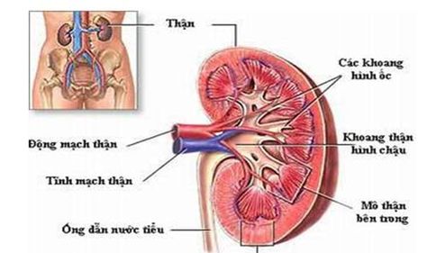Kidney Failture - Hình ảnh minh họa