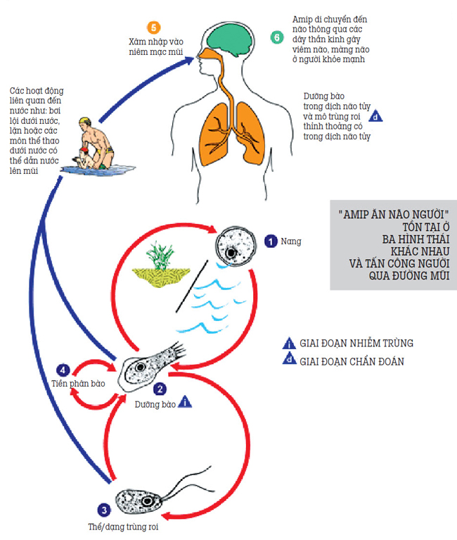 Amip ăn não - Hình ảnh minh họa