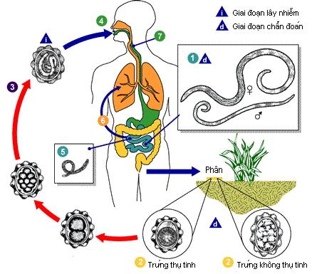 Ascaris lumbricoide - Hình ảnh minh họa