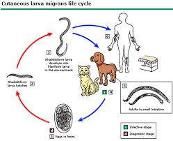 Ấu trùng da di chuyển - Hình ảnh minh họa