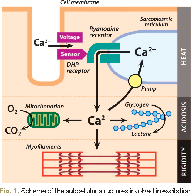 Malignant Hyperthermia - Hình ảnh minh họa